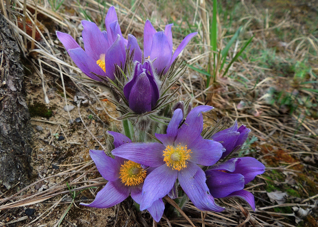 Сон-трава - Павлова Татьяна Павлова Сон-трава - Павлова Татьяна Павлова