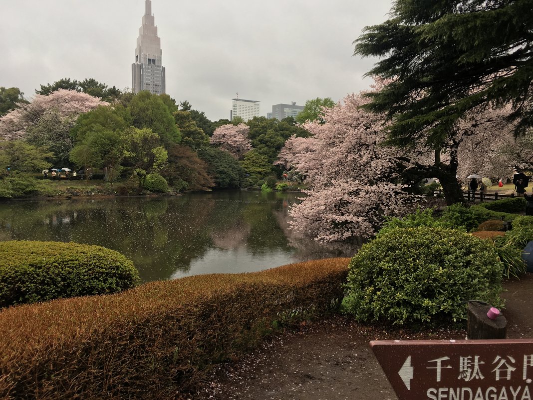 新宿御苑 - Дмитрий Петров