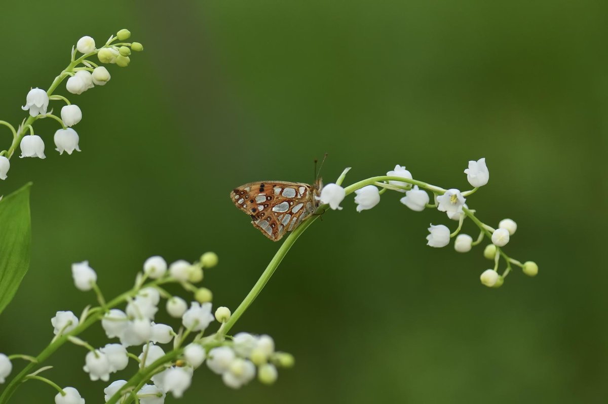 *** - Viktoriya Bilan *** - Viktoriya Bilan