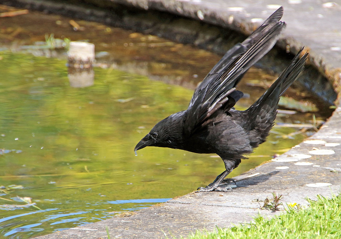 Глоток воды - Alexander Andronik Глоток воды - Alexander Andronik