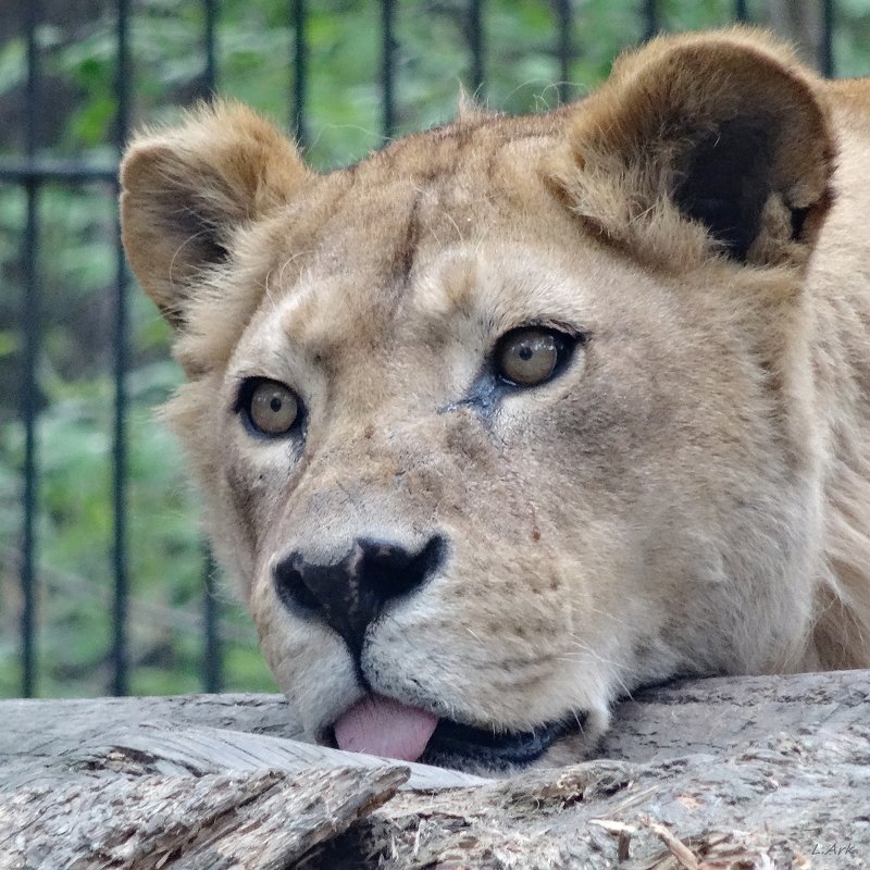 3818 - Аркадий Лаптенко