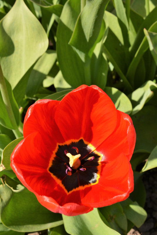 . - александр ратов