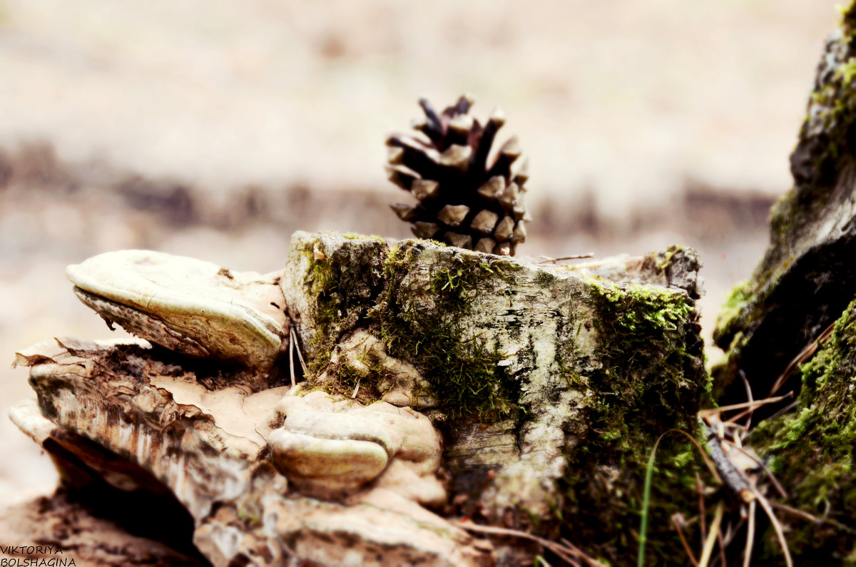 Шишка - Виктория Большагина