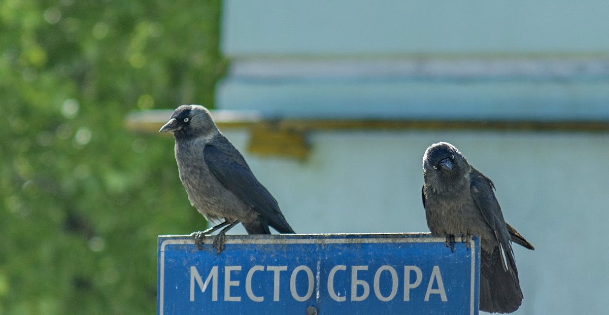 Место сбора - Михаил Полыгалов