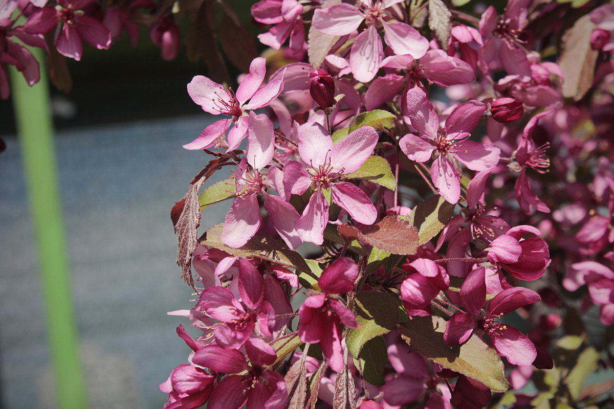 Цветы - Вера Аксёнова