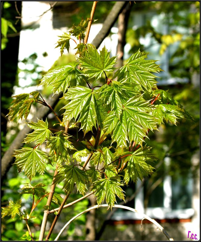 *** - Сергей Гончаров