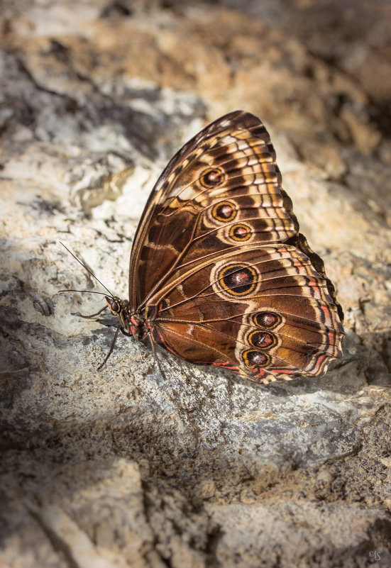 Морфо Пелеида (Morpho peleides) - IS_Irin .