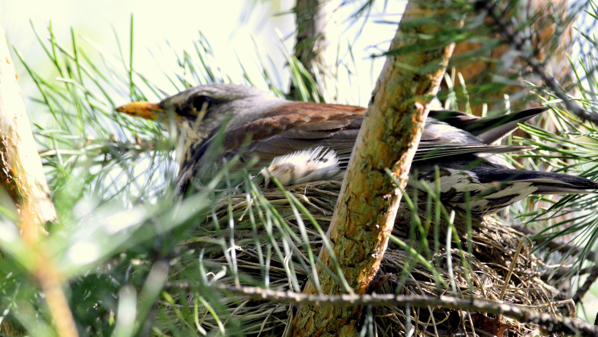 Дрозд на гнезде 4 - Сергей Дрозд на гнезде 4 - Сергей