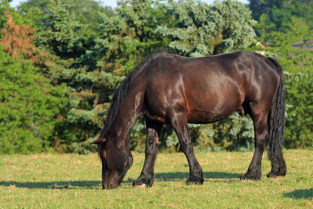 Лошадь - nikolas lang Лошадь - nikolas lang