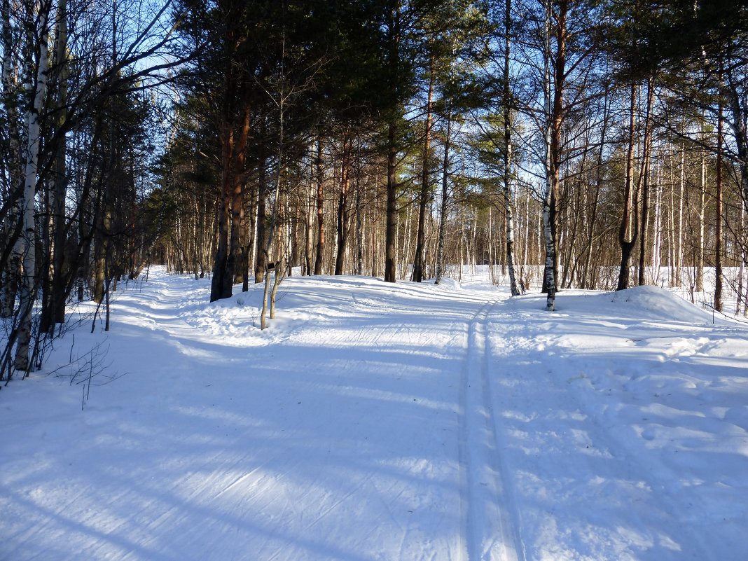 на лыжах в лесу - Елена Кордумова