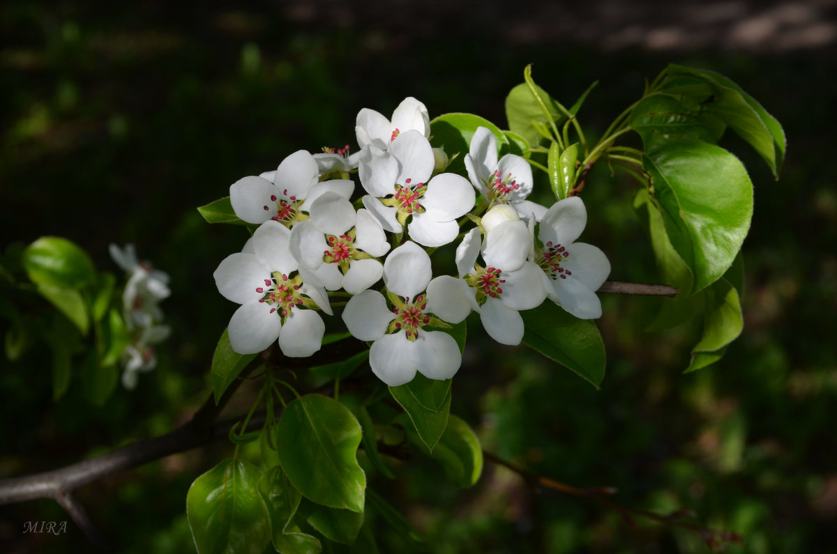 Цвет грушки-дички. - *MIRA* ** Цвет грушки-дички. - *MIRA* **
