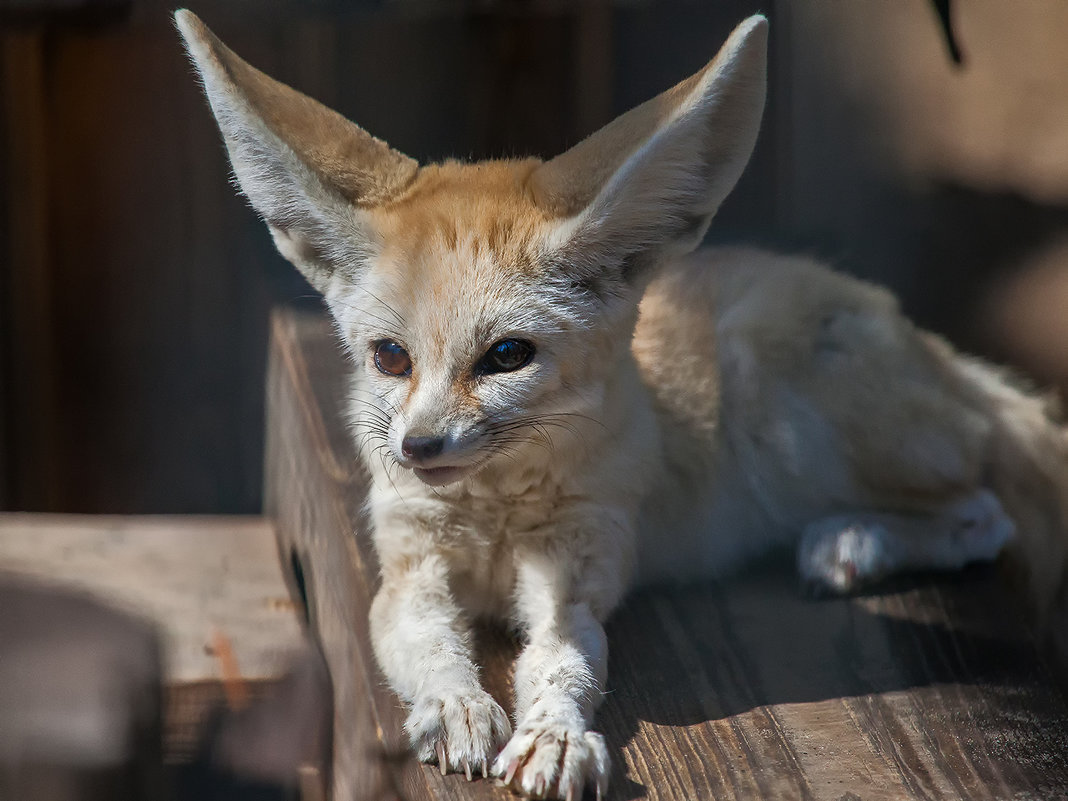 Фенек - Владимир Габов Фенек - Владимир Габов