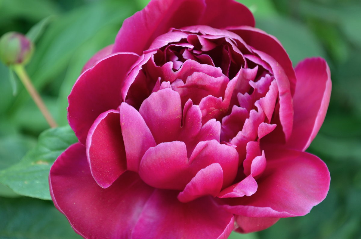 Ещё один пион - Валентина Данилова Ещё один пион - Валентина Данилова