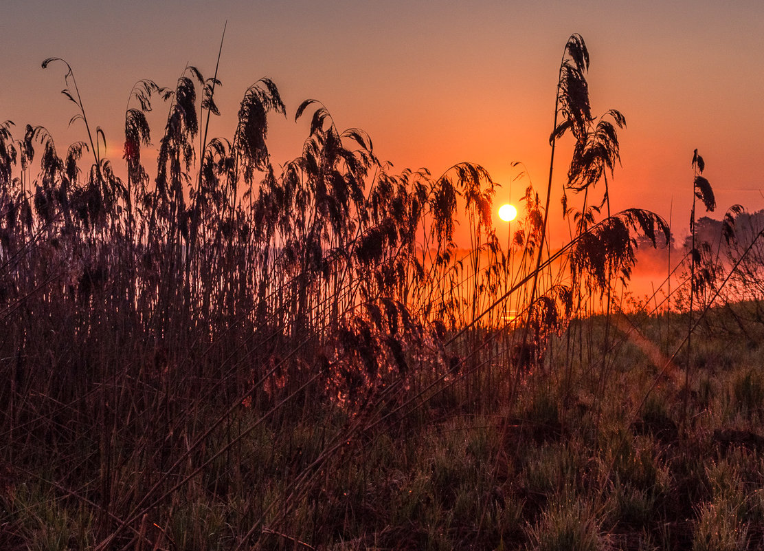 *** - Сергей Цегельник