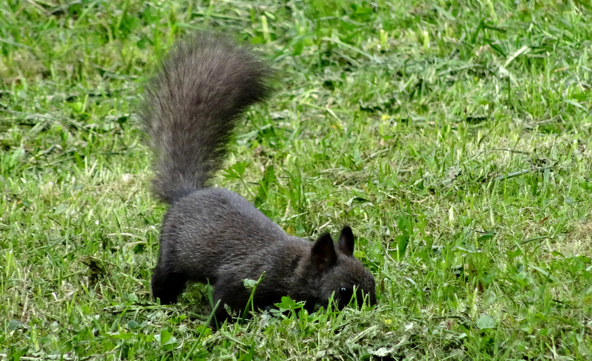 *** - Наталия Короткова