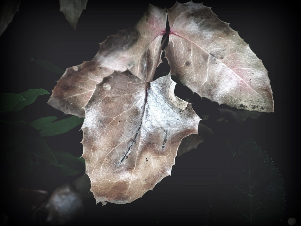 Просто листья - Алексей Цветков Просто листья - Алексей Цветков