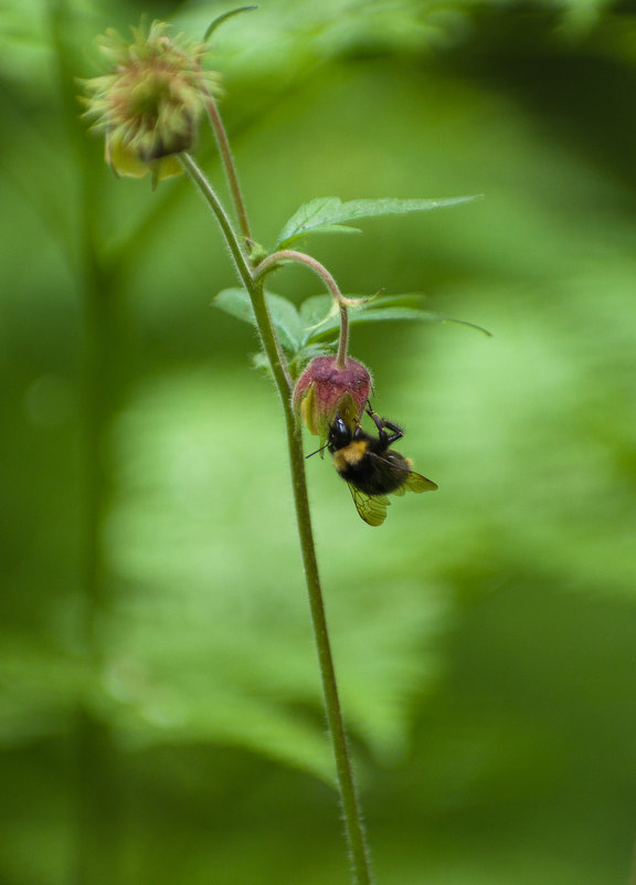 Мохнатый шмель. - Вячеслав Криволуцкий