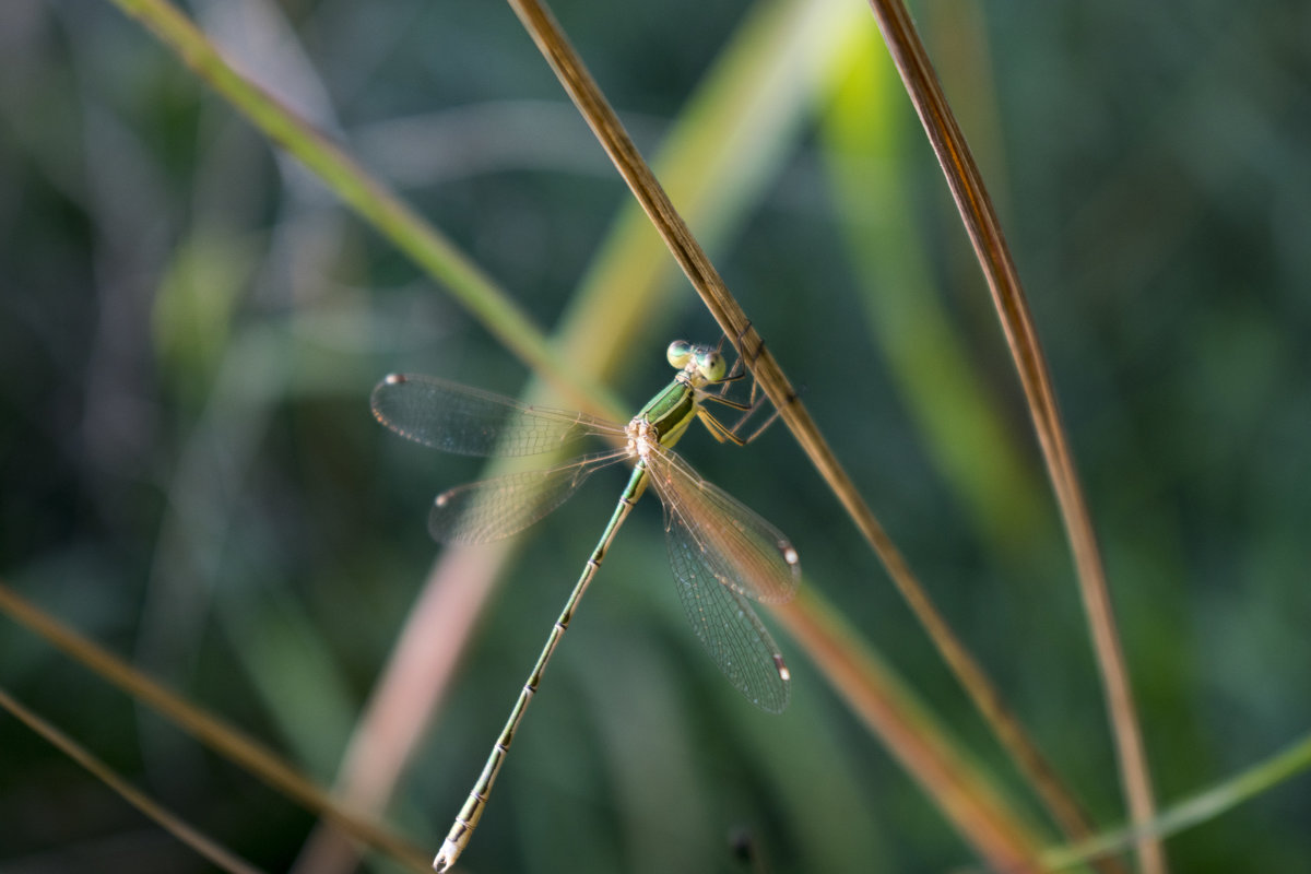 Утончённая стрекоза застыла ожидая ночь.. - Vladimir Svernyuk Утончённая стрекоза застыла ожидая ночь.. - Vladimir Svernyuk