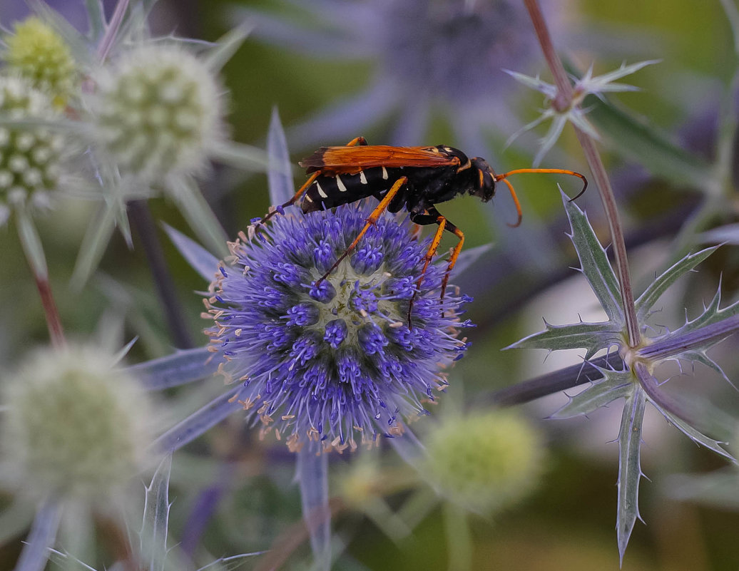 *** - Наталья *** *** - Наталья ***