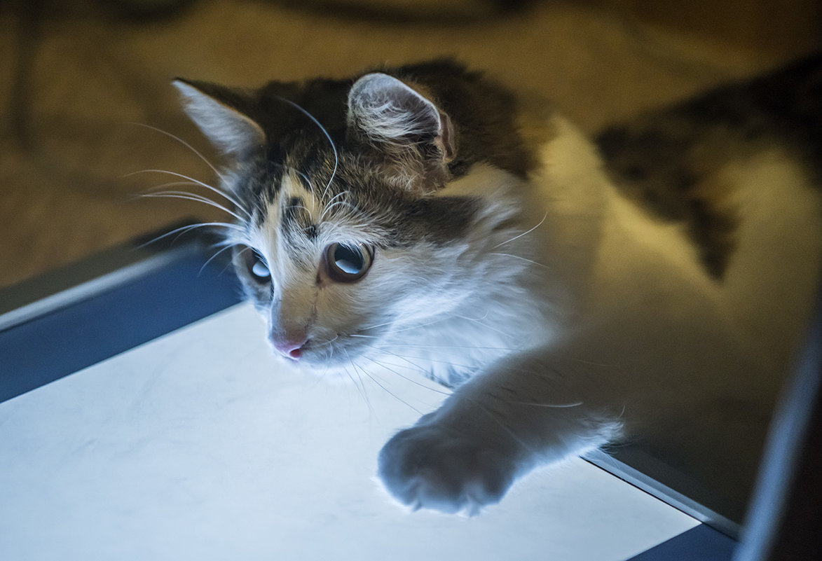 Талечка - Игорь Герман