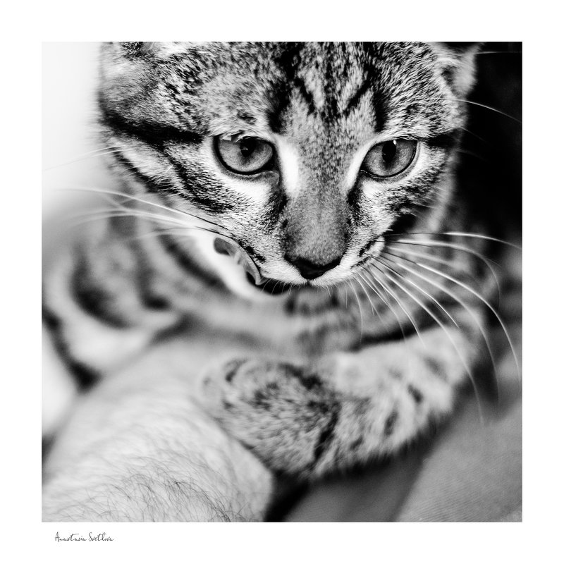 Фотогеничность по-кошачьи - Анастасия Светлова Фотогеничность по-кошачьи - Анастасия Светлова