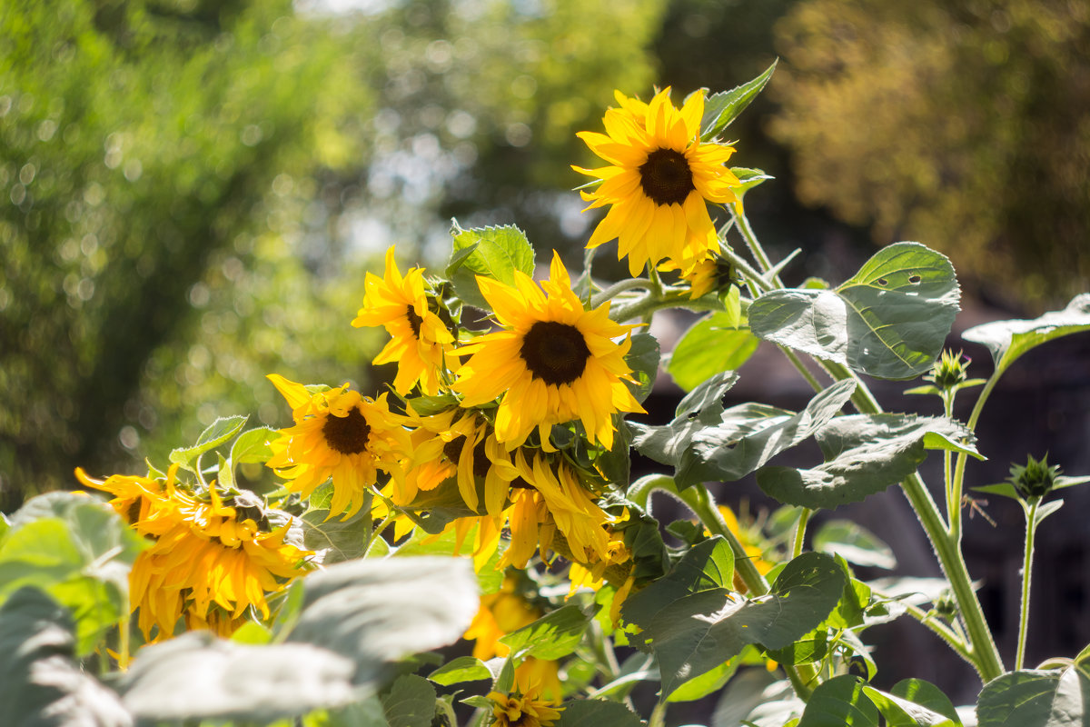 ... - Андрей Щукин