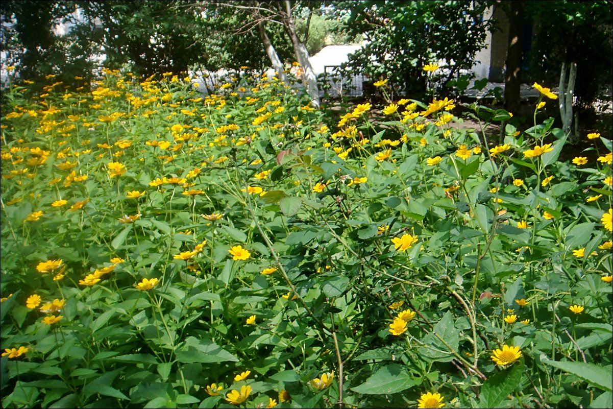 Буйное цветение санвиталии - Нина Корешкова Буйное цветение санвиталии - Нина Корешкова
