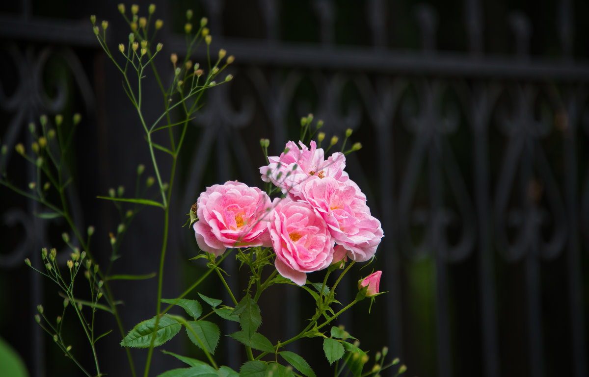 Красотки. - Владимир Безбородов