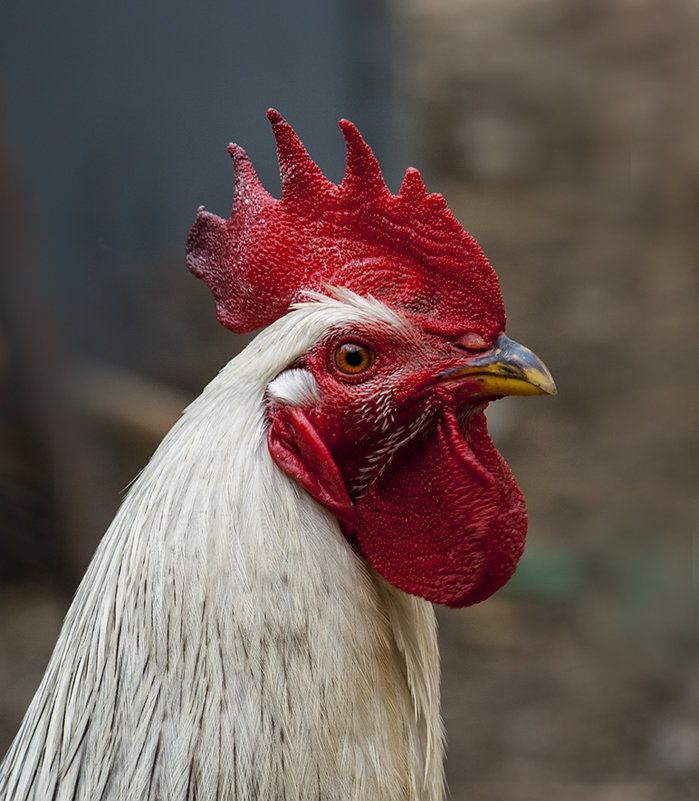 Петруччио - Наталья S Петруччио - Наталья S
