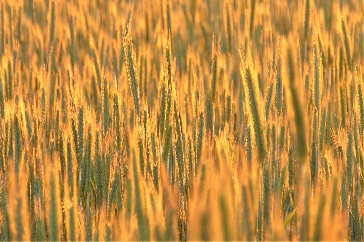 Золото хлеба - spm62 Baiakhcheva Svetlana