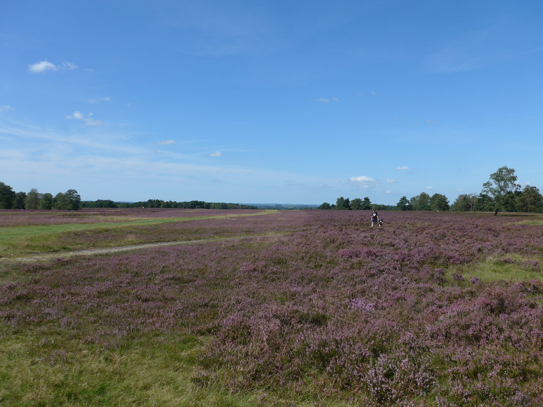 Fischbeker Heide - Nina Yudicheva