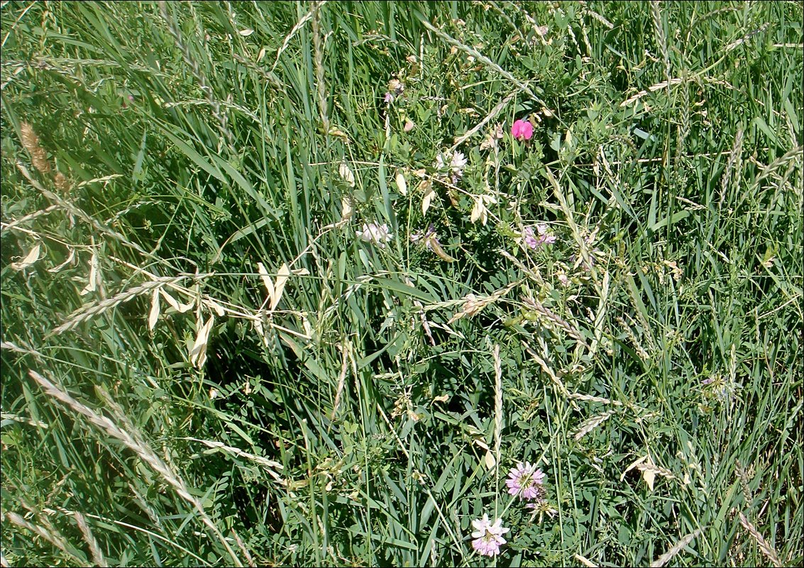 Из жизни полевых цветов. Клевер и душистый горошек - Нина Корешкова Из жизни полевых цветов. Клевер и душистый горошек - Нина Корешкова