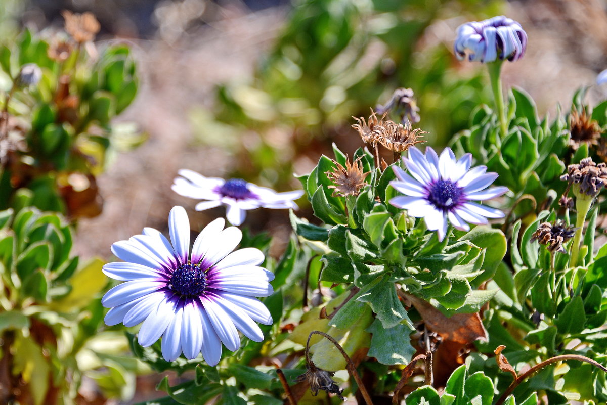 Белые цветы - Анатолий Чикчирный Белые цветы - Анатолий Чикчирный