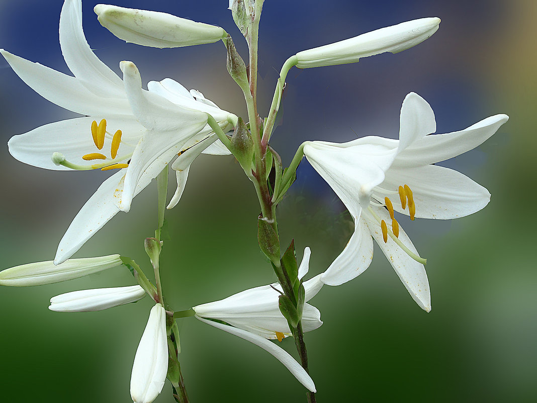 Лилии - георгий  петькун 