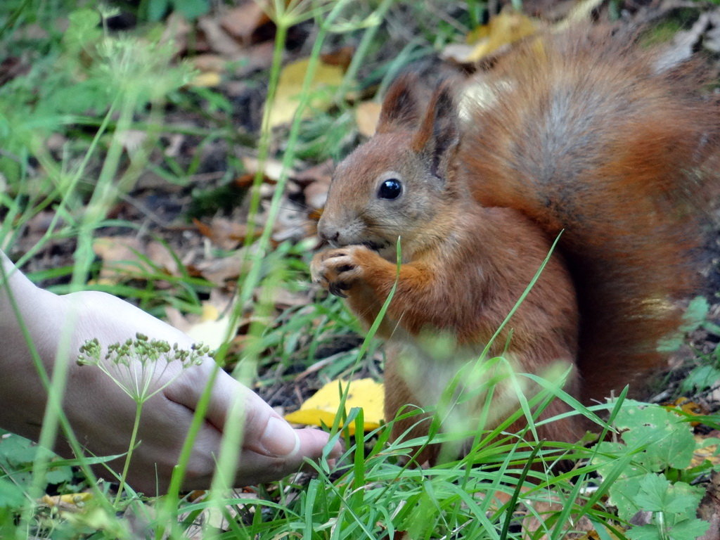 Да не оскудеет рука дающего... - Алексей Цветков Да не оскудеет рука дающего... - Алексей Цветков