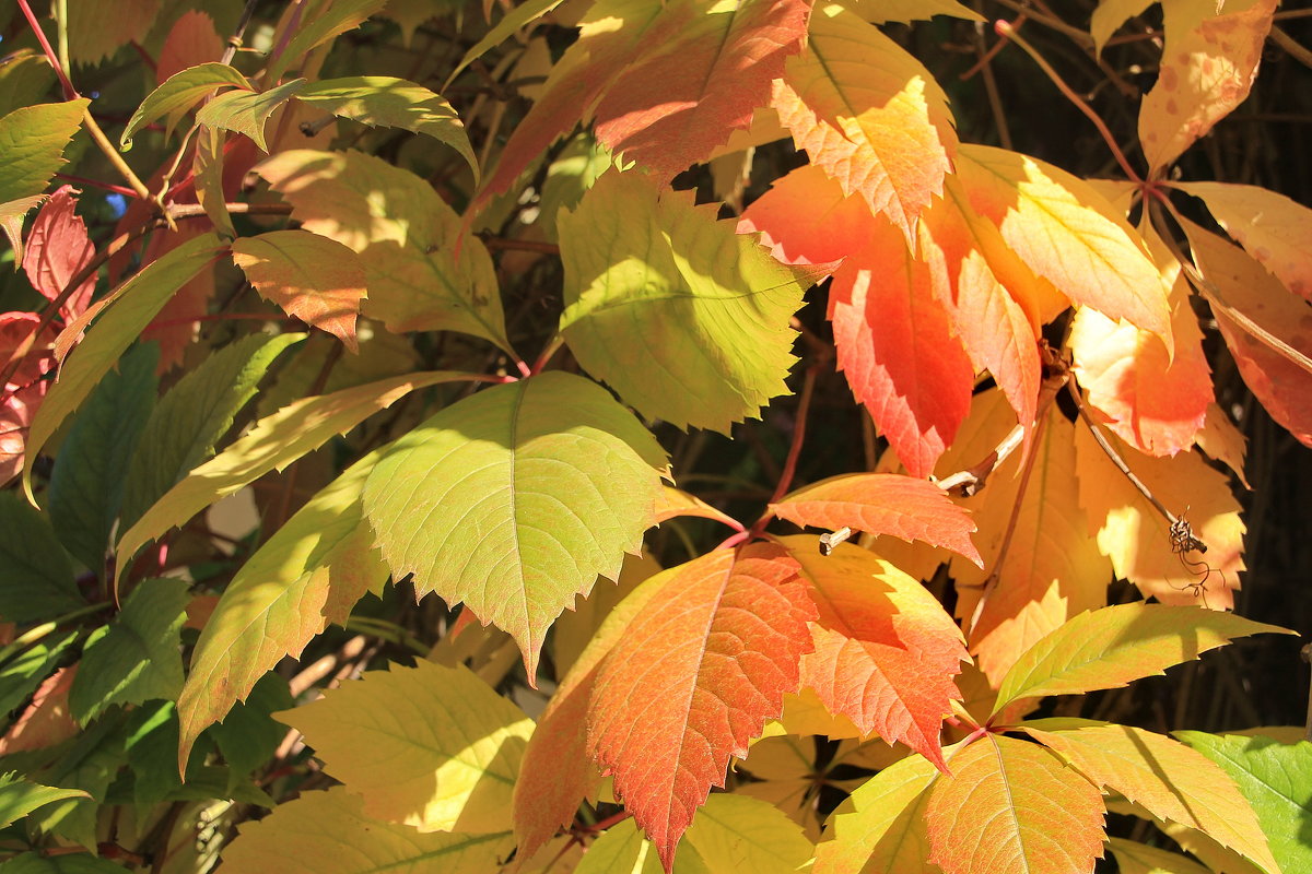 Радость осенняя... - Tatiana Markova Радость осенняя... - Tatiana Markova