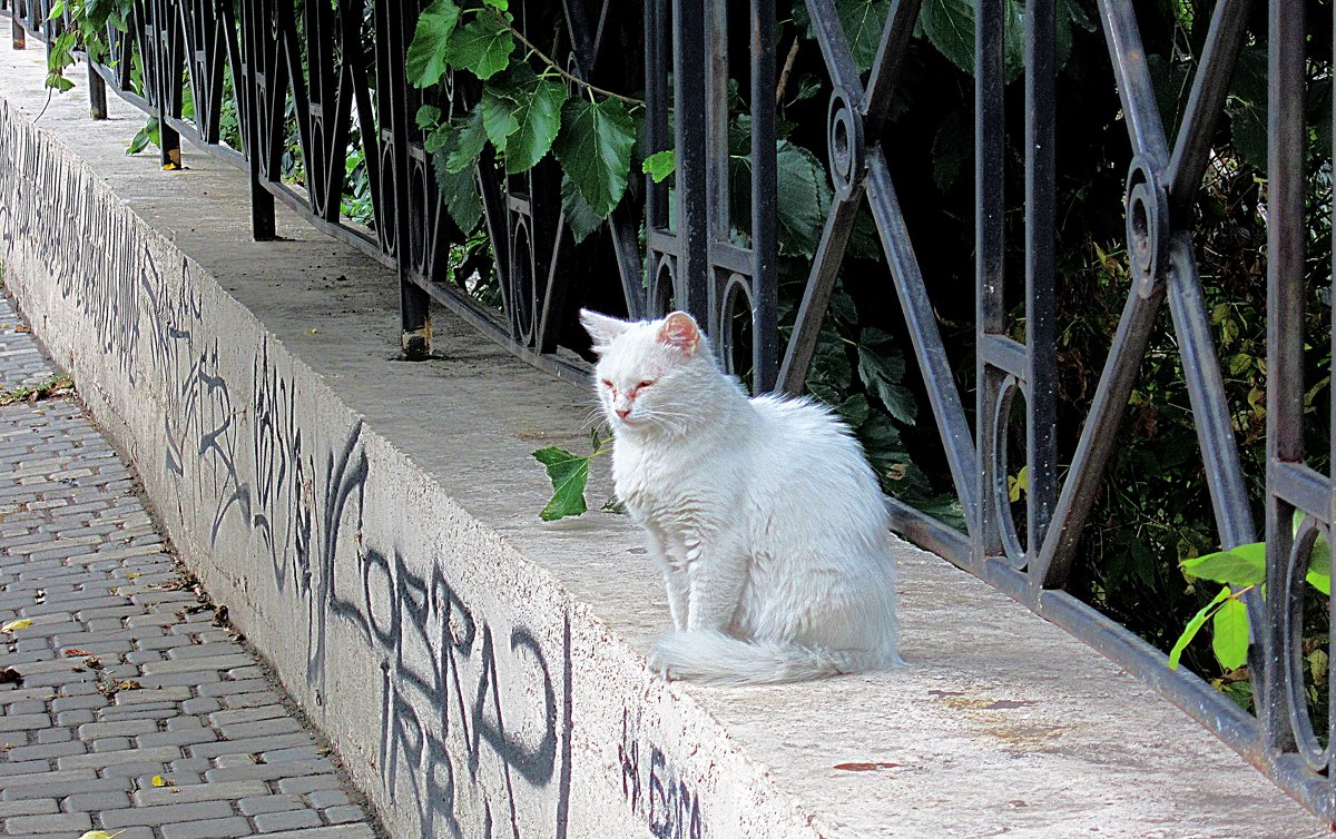 Котик морской - Людмила 