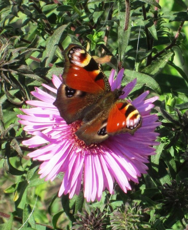 Бабочка - Самохвалова Зинаида Бабочка - Самохвалова Зинаида