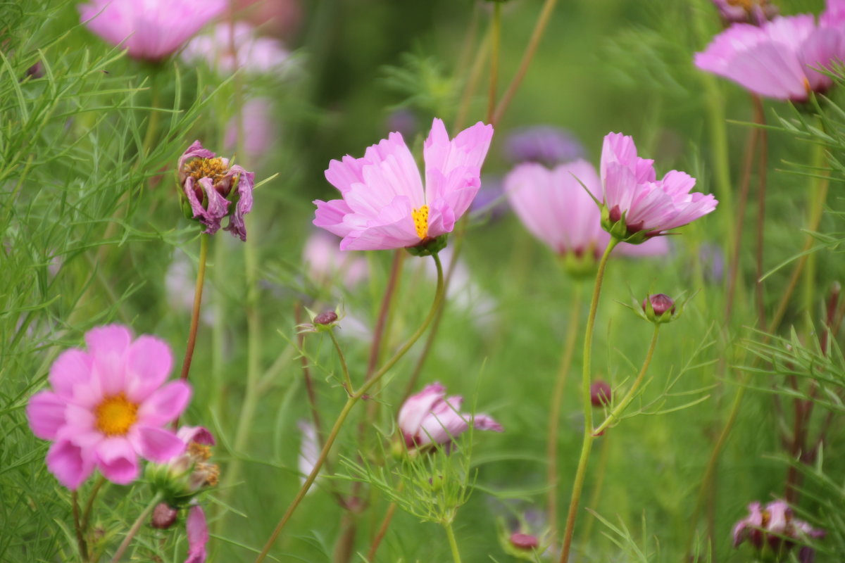 *** - Olga *** - Olga