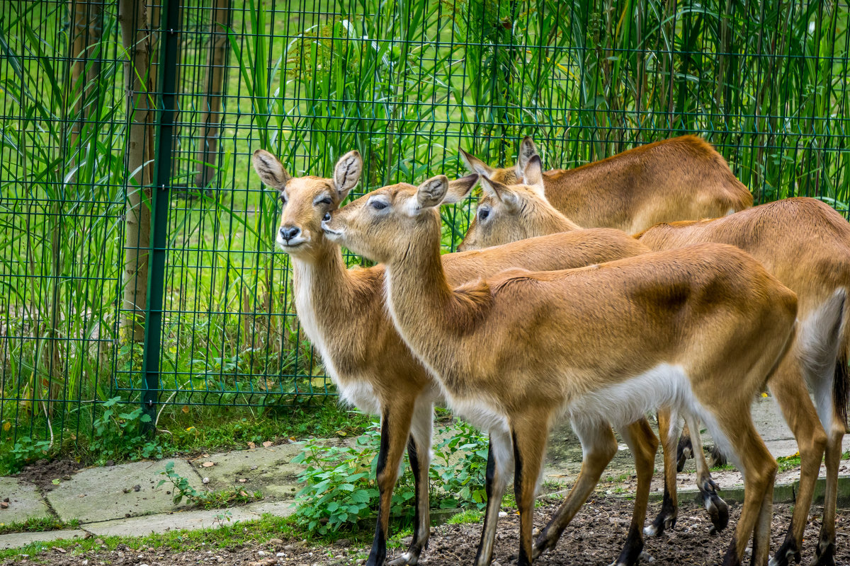 Нежность, грация и пластика... - Марина Маркевич Нежность, грация и пластика... - Марина Маркевич