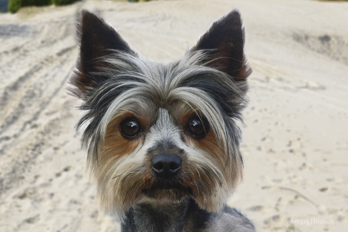 Боба - Сергей и Ирина Хомич