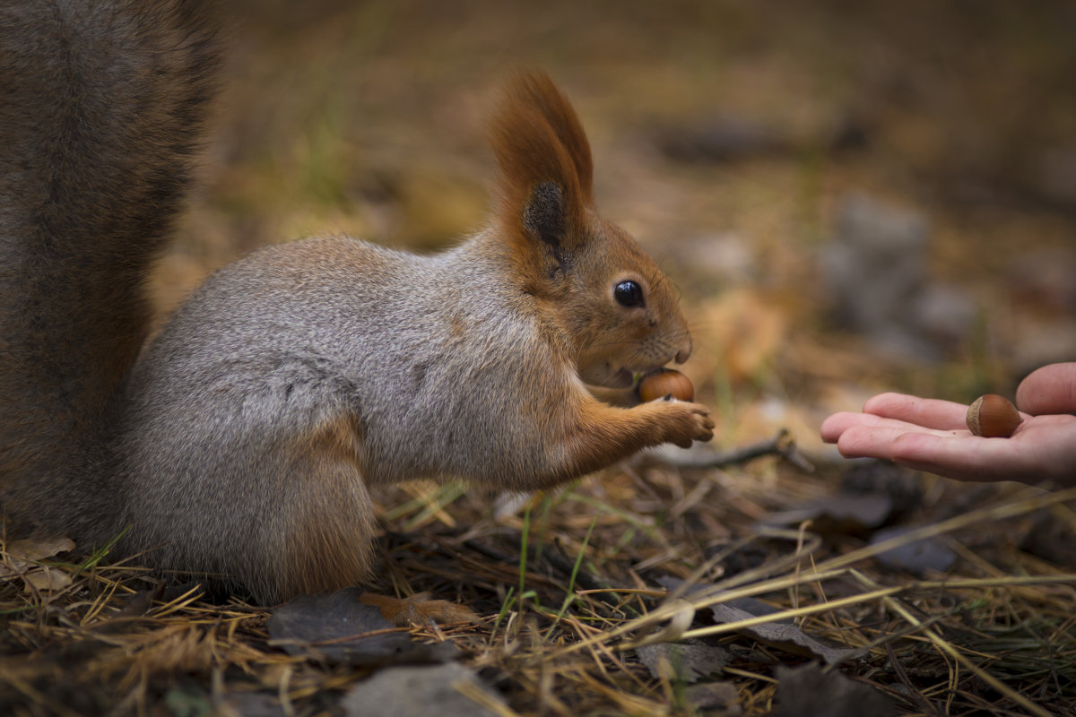 Белочка - Любовь Дашевская