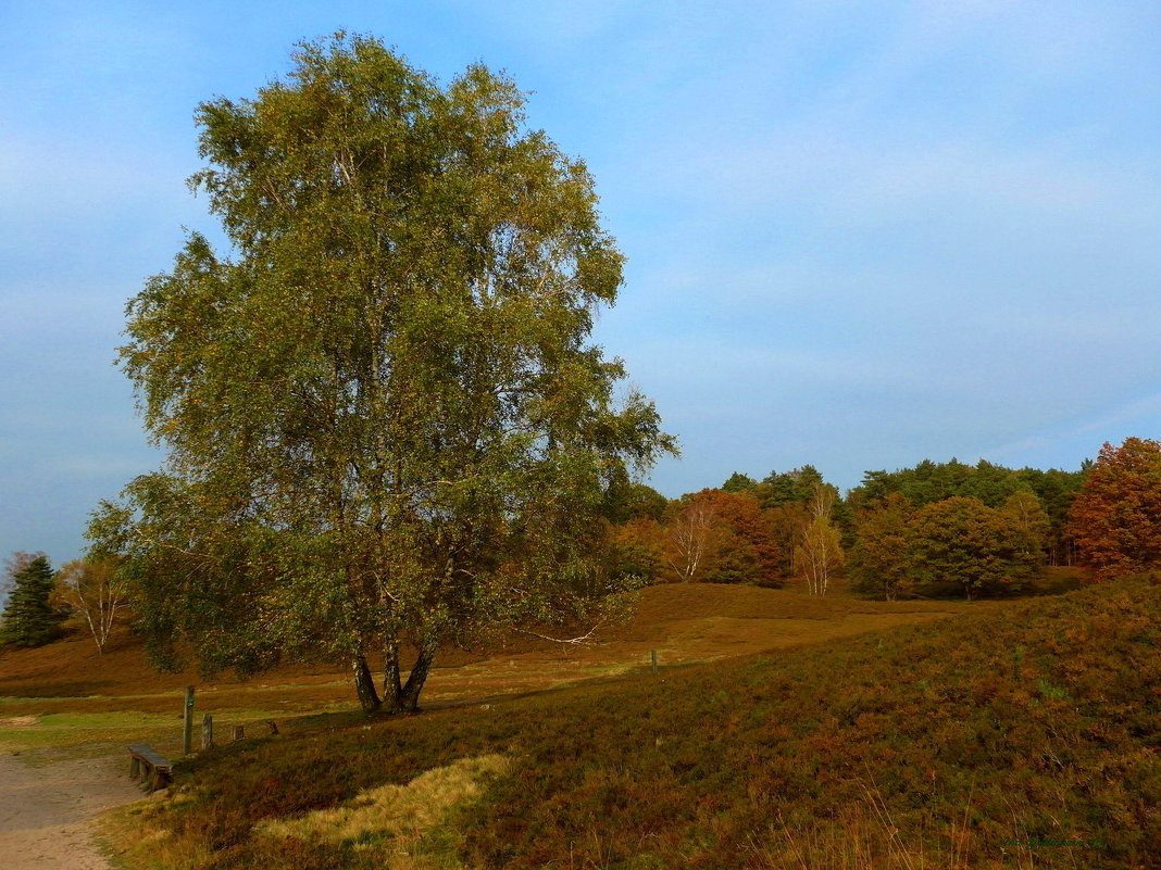 Fischbeker Heide - Nina Yudicheva