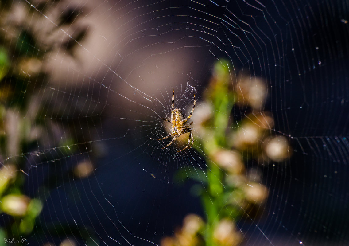 Паучёк. - Владимир M