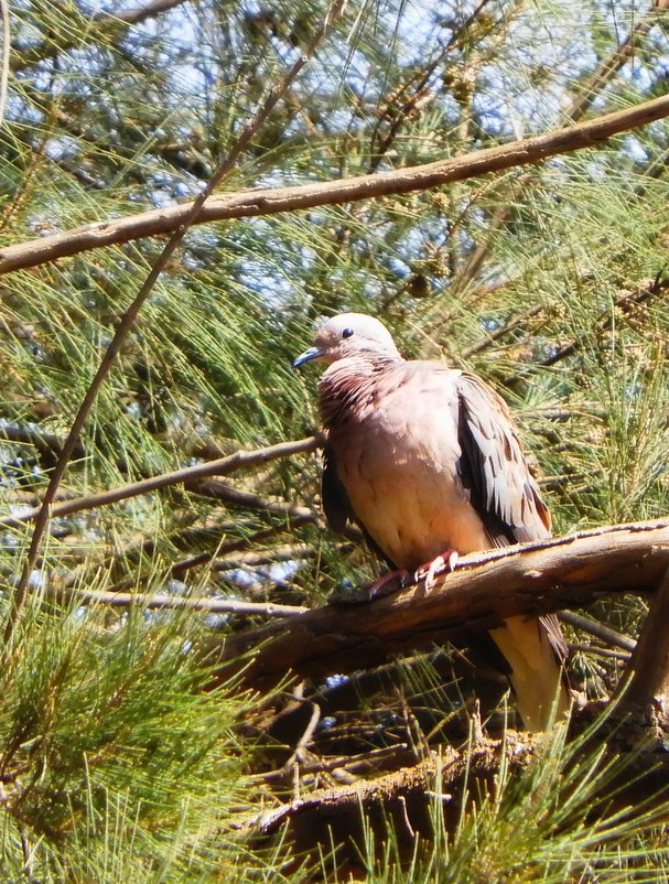 Eared Dove - чудинова ольга 