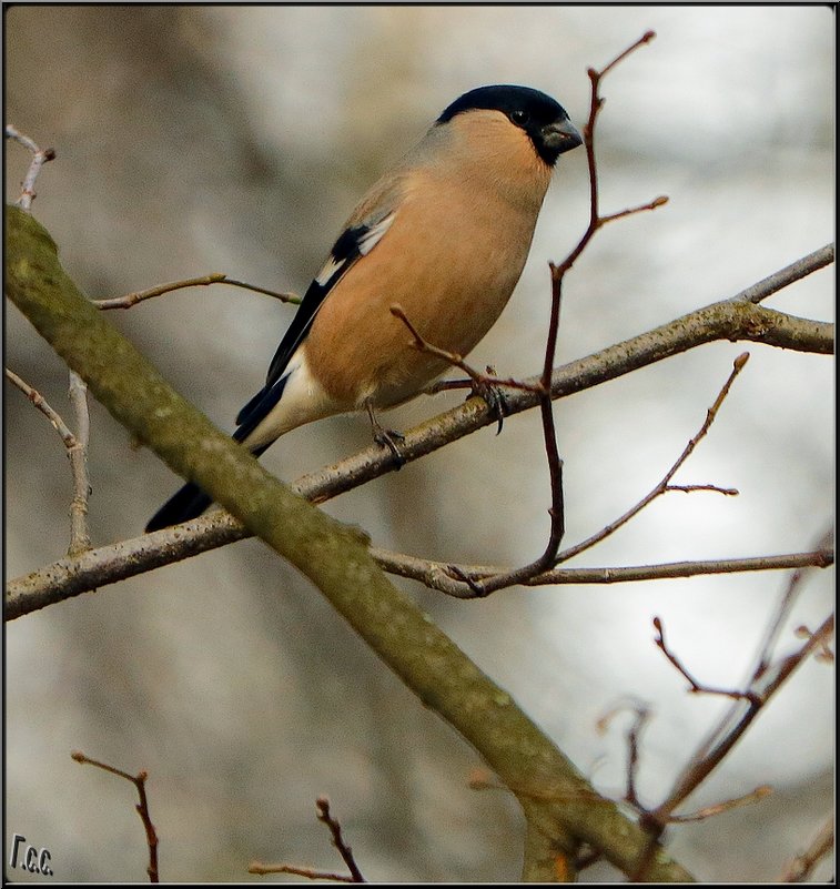 *** - Сергей Гончаров