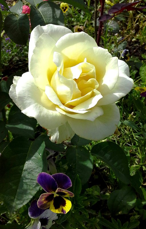 Все цветут! - Farin Алёна