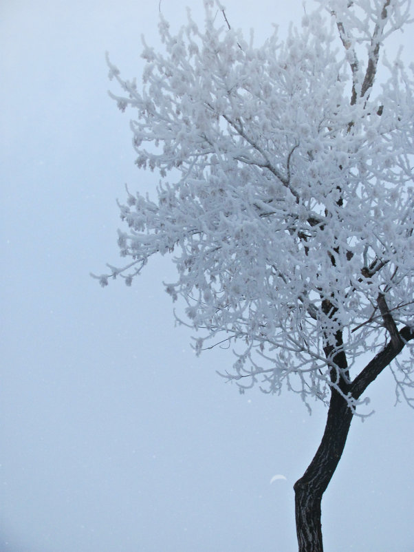 Иней - Виктория Муравьева