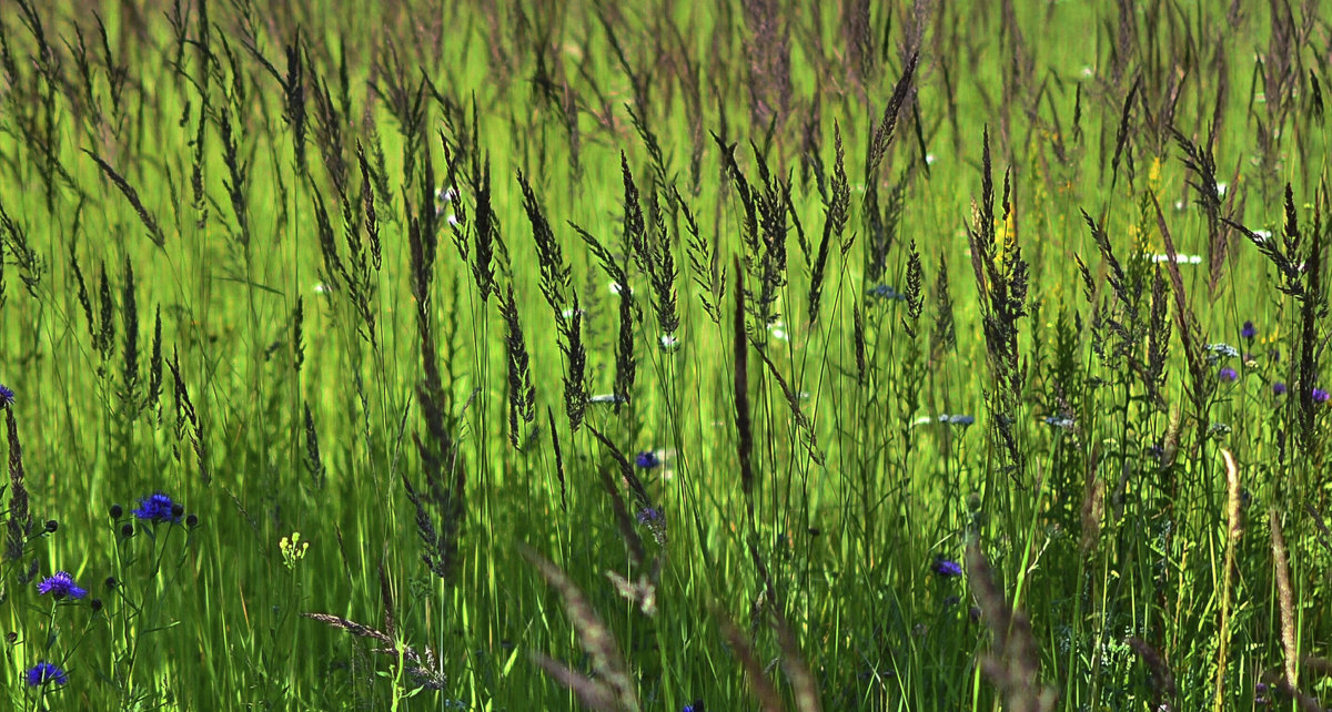 лето - Moscow.Salnikov Сальников Сергей Георгиевич