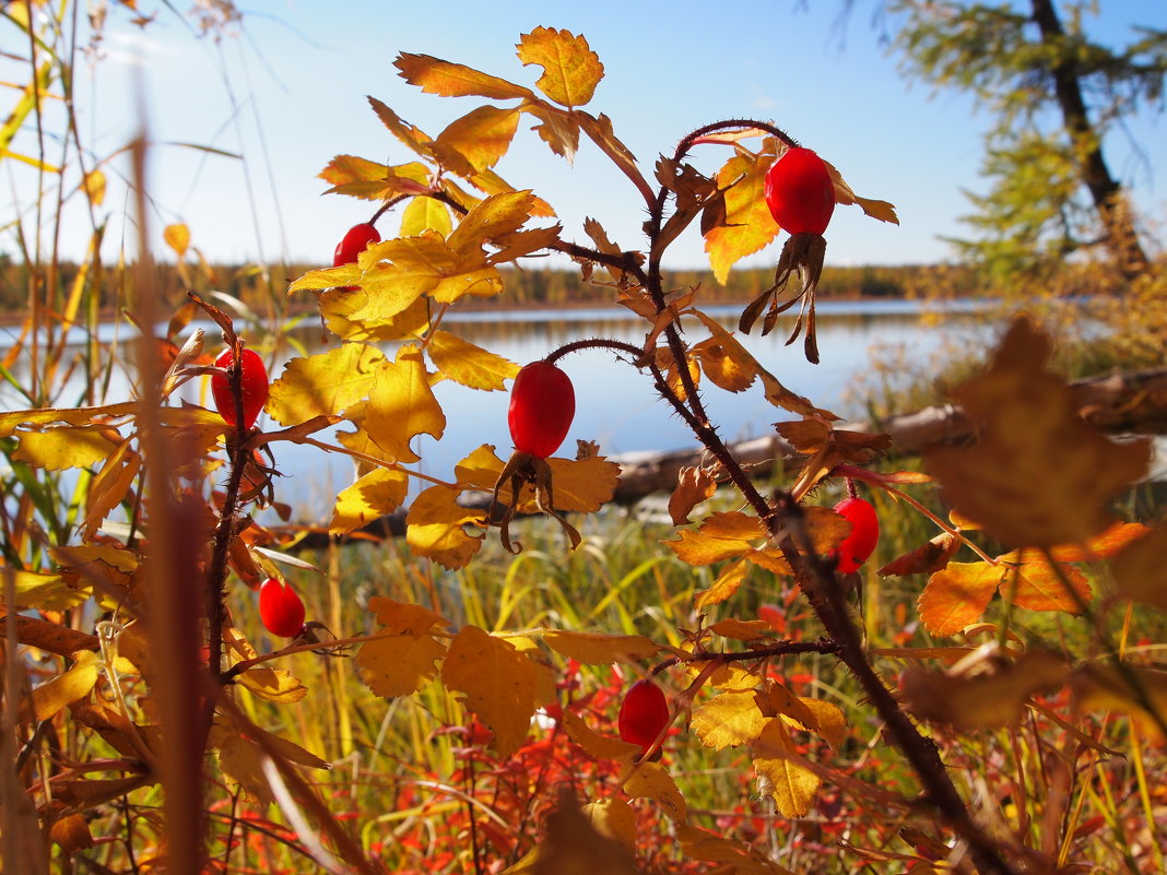Шиповник - ГАЛИНА Баранова Шиповник - ГАЛИНА Баранова